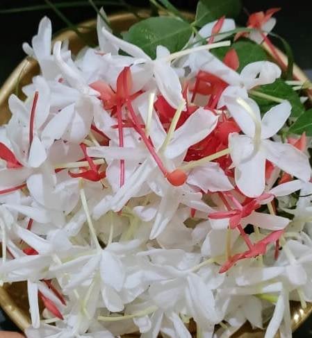 File:20211117 1308 255961365 FB.jpg