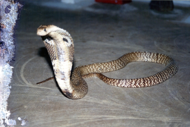 2001 - Tiruchengode Snake and Linga5.jpg