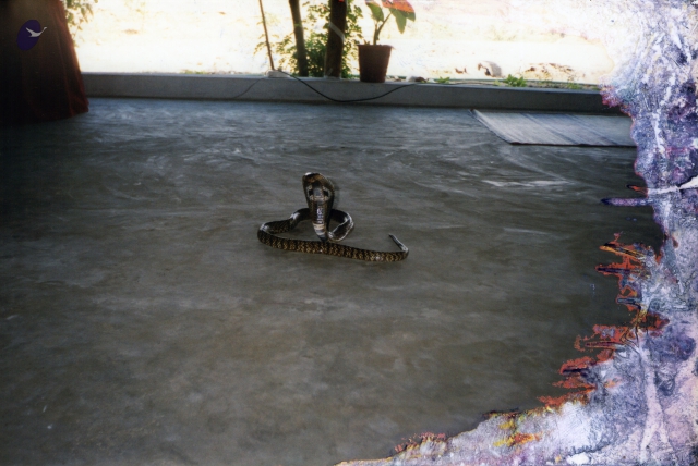 2001 - Tiruchengode Snake and Linga1.jpg
