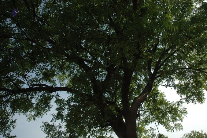 19780101 Inner Girivala Tiruvannamalai 10May2007 107-106.jpg