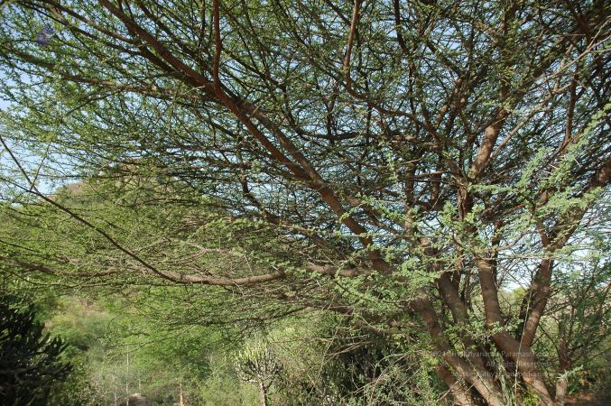 19780101 Inner Girivala Tiruvannamalai 10May2007 161-160.jpg