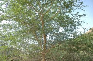 19780101 Inner Girivala Tiruvannamalai 10May2007 167-166.jpg