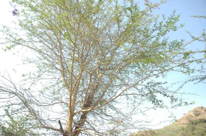 19780101 Inner Girivala Tiruvannamalai 10May2007 175-174.jpg