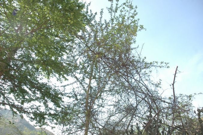 19780101 Inner Girivala Tiruvannamalai 10May2007 176-175.jpg