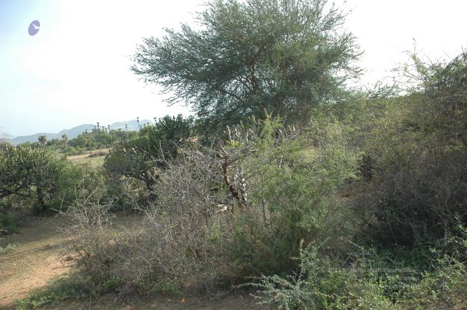 19780101 Inner Girivala Tiruvannamalai 10May2007 187-186.jpg