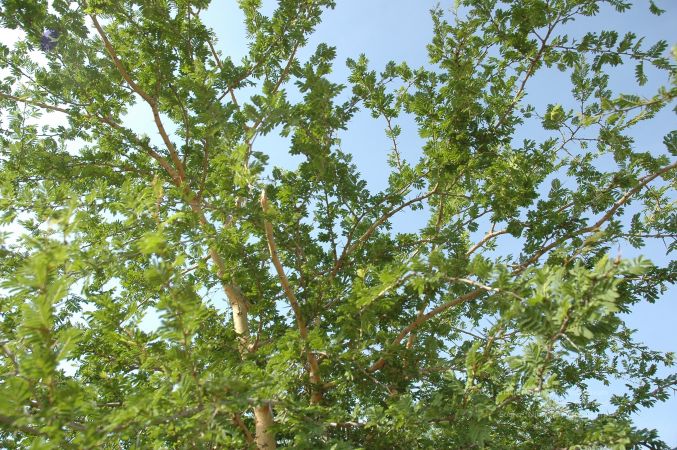 19780101 Inner Girivala Tiruvannamalai 10May2007 200-199.jpg