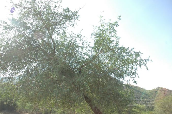 19780101 Inner Girivala Tiruvannamalai 10May2007 225-224.jpg