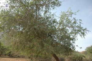 19780101 Inner Girivala Tiruvannamalai 10May2007 226-225.jpg