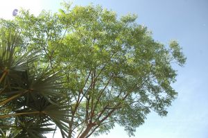 19780101 Inner Girivala Tiruvannamalai 10May2007 237-236.jpg