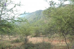 19780101 Inner Girivala Tiruvannamalai 10May2007 258-257.jpg