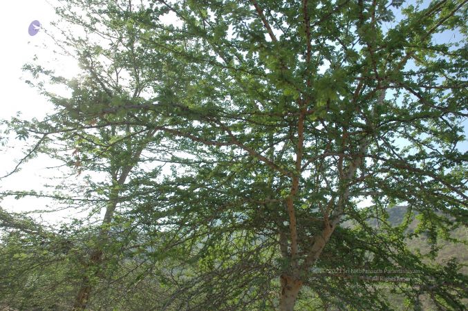 19780101 Inner Girivala Tiruvannamalai 10May2007 259-258.jpg