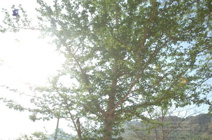 19780101 Inner Girivala Tiruvannamalai 10May2007 273-272.jpg