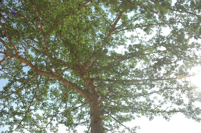 19780101 Inner Girivala Tiruvannamalai 10May2007 276-275.jpg