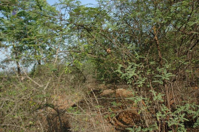 19780101 Inner Girivala Tiruvannamalai 10May2007 28-27.jpg