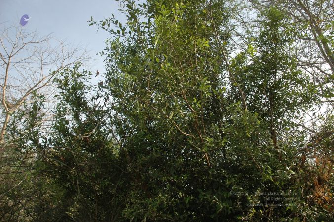 19780101 Inner Girivala Tiruvannamalai 10May2007 284-283.jpg