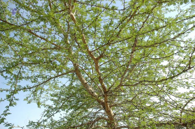 19780101 Inner Girivala Tiruvannamalai 10May2007 296-295.jpg