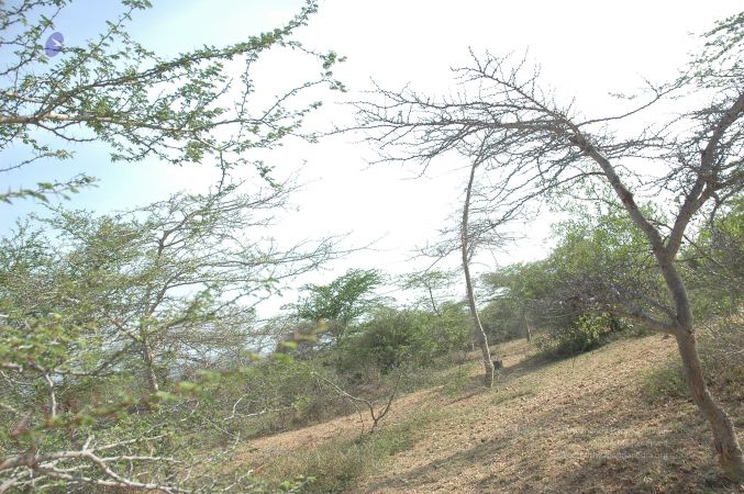 19780101 Inner Girivala Tiruvannamalai 10May2007 298-297.jpg