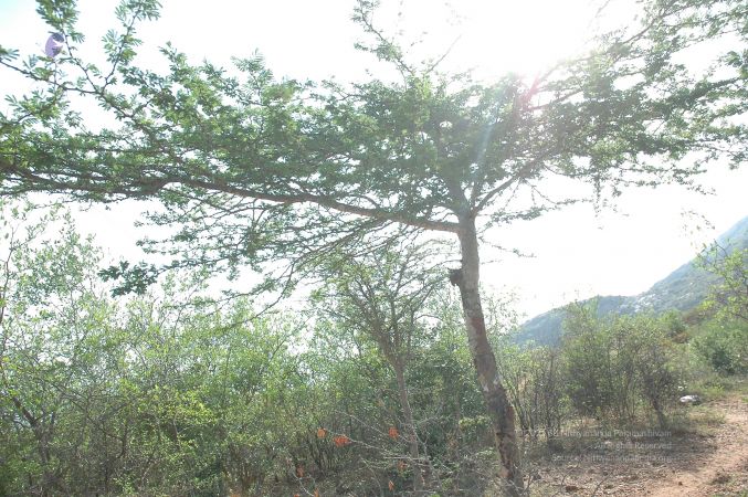 19780101 Inner Girivala Tiruvannamalai 10May2007 308-307.jpg