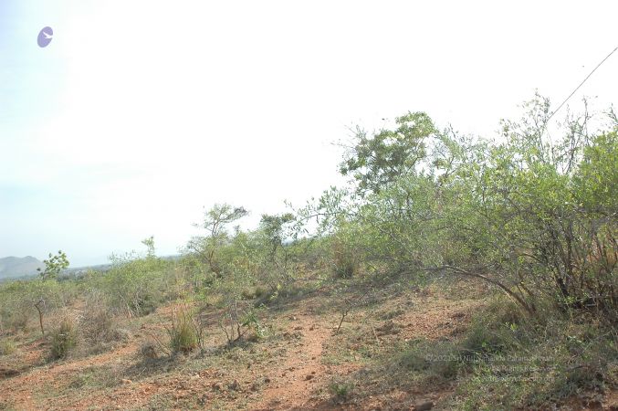 19780101 Inner Girivala Tiruvannamalai 10May2007 362-361.jpg