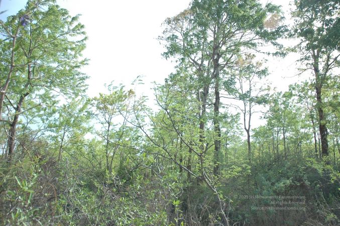 19780101 Inner Girivala Tiruvannamalai 10May2007 366-365.jpg