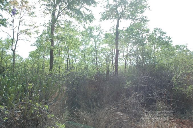 19780101 Inner Girivala Tiruvannamalai 10May2007 368-367.jpg