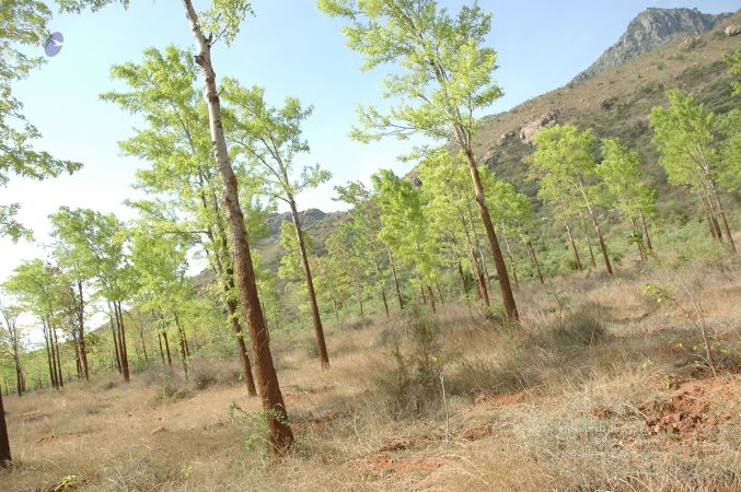 19780101 Inner Girivala Tiruvannamalai 10May2007 397-396.jpg