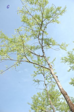 19780101 Inner Girivala Tiruvannamalai 10May2007 426-425.jpg