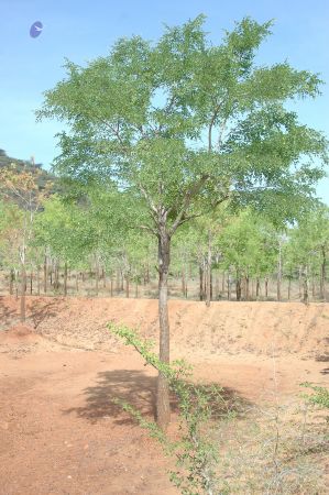 19780101 Inner Girivala Tiruvannamalai 10May2007 435-434.jpg