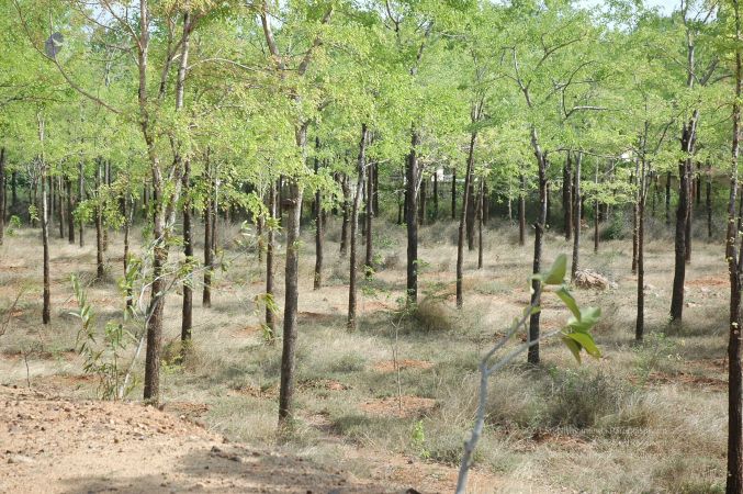 19780101 Inner Girivala Tiruvannamalai 10May2007 450-449.jpg