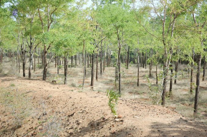 19780101 Inner Girivala Tiruvannamalai 10May2007 451-450.jpg