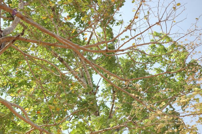 19780101 Inner Girivala Tiruvannamalai 10May2007 456-455.jpg