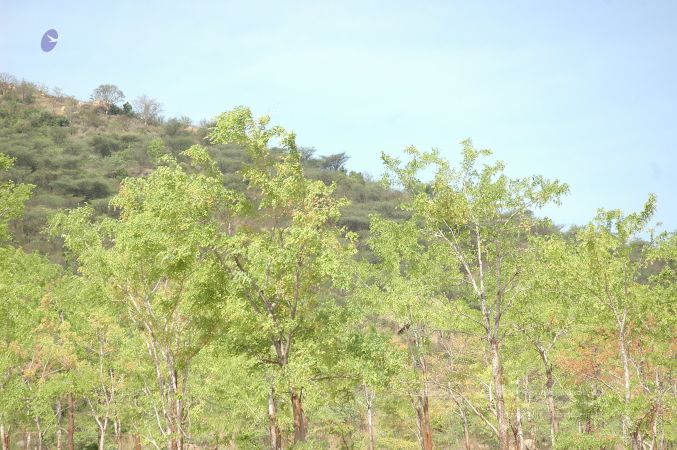 19780101 Inner Girivala Tiruvannamalai 10May2007 469-468.jpg