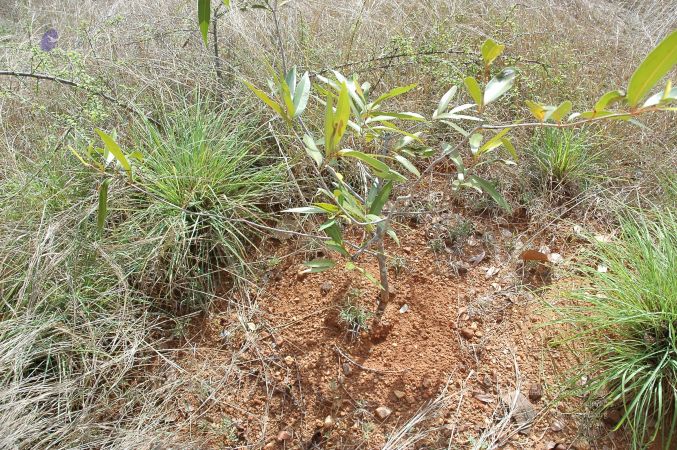 19780101 Inner Girivala Tiruvannamalai 10May2007 494-493.jpg