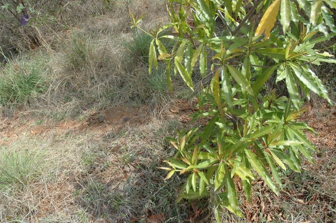 19780101 Inner Girivala Tiruvannamalai 10May2007 499-498.jpg