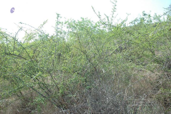 19780101 Inner Girivala Tiruvannamalai 10May2007 501-500.jpg