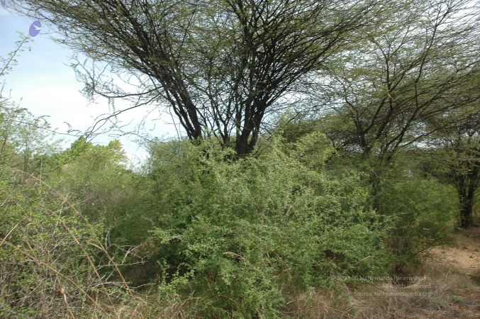 19780101 Inner Girivala Tiruvannamalai 10May2007 510-509.jpg