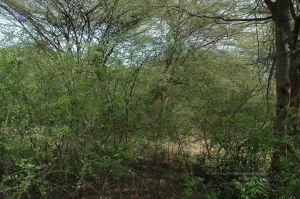 19780101 Inner Girivala Tiruvannamalai 10May2007 512-511.jpg