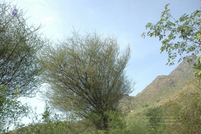 19780101 Inner Girivala Tiruvannamalai 10May2007 520-519.jpg