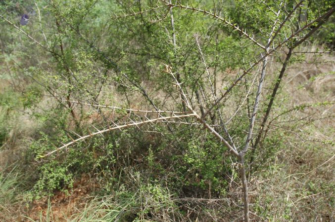 19780101 Inner Girivala Tiruvannamalai 10May2007 523-522.jpg