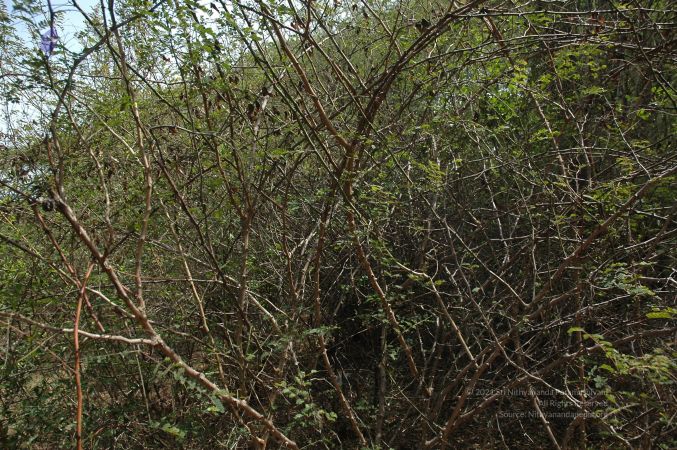 19780101 Inner Girivala Tiruvannamalai 10May2007 525-524.jpg