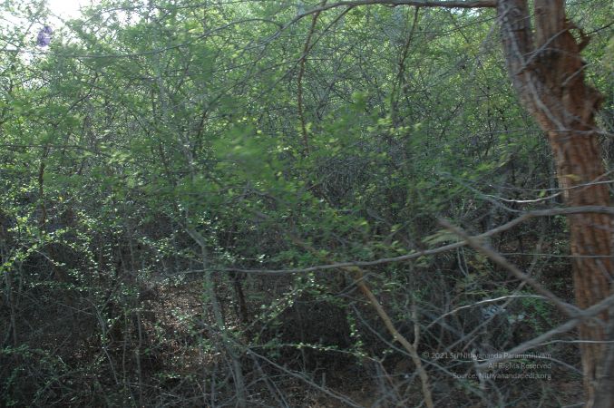 19780101 Inner Girivala Tiruvannamalai 10May2007 65-64.jpg