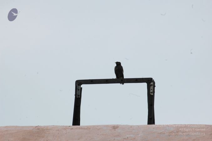 1989-GANESHA TiruvannamalaiTemple BanyanTreeGaneshaArea Nov2006 4-04.jpg