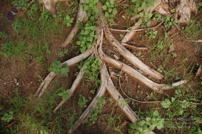 1989-GANESHA TiruvannamalaiTemple BanyanTreeGaneshaArea Nov2006 46-46.jpg