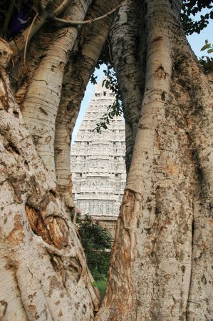 1989-GANESHA TiruvannamalaiTemple BanyanTreeGaneshaArea Nov2006 50-50.jpg