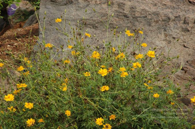 19890520 Photo 63 1LstLRCe4HmDyX4uhzD6JiDgKYE-sx2lt.jpg