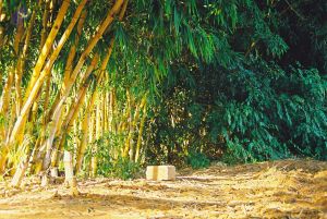 20030101 Photo 3 1PfiHuP6SwBtg zi31vA6xv77YM4PM02Q.jpg