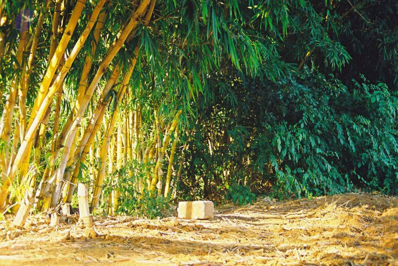 File:20030101 Photo 3 1PfiHuP6SwBtg zi31vA6xv77YM4PM02Q.jpg