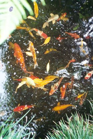 20030801 LosAngeles 20030801 Photo 11 1W6ZoKz52mygKe3VTk5ThSN26CqAywGNc-10.jpg