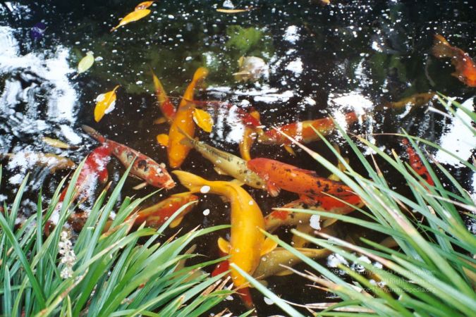 20030801 LosAngeles 20030801 Photo 12 1Xq3XK3wqs530D3IUshM0NLYG6mgL3Lbm-11.jpg