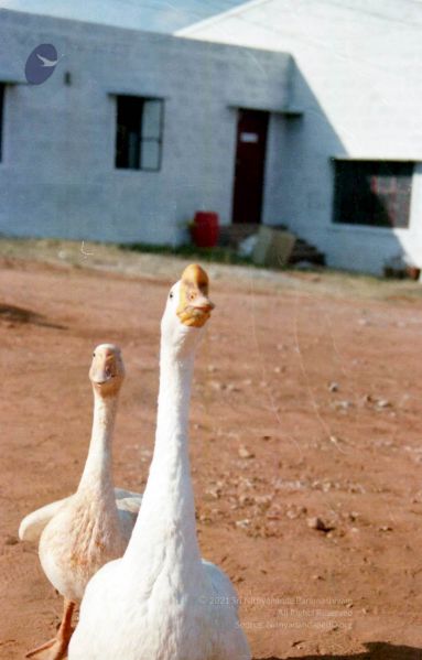 File:2003 2003PA-458-0180101.jpg